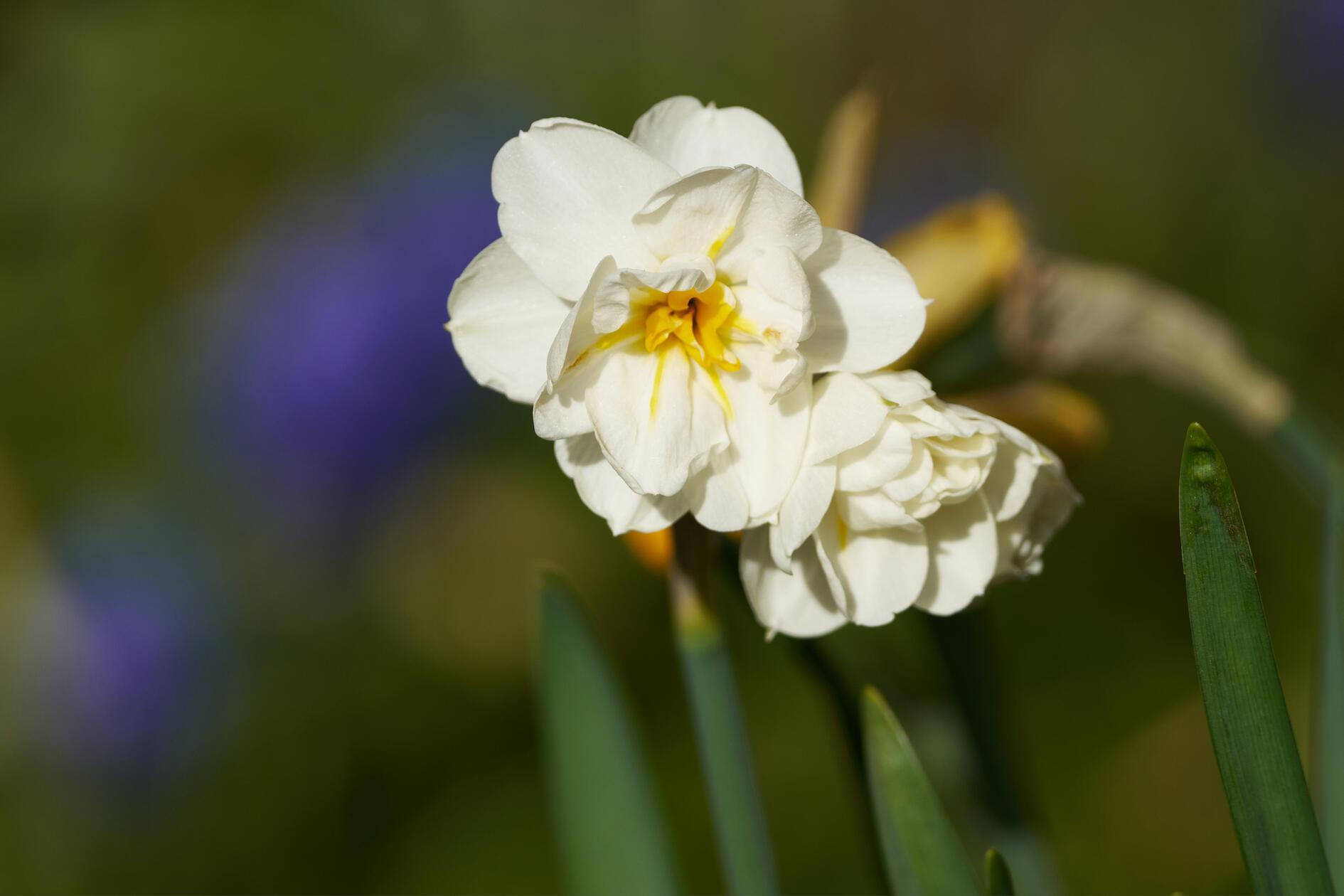 In der Osterzeit fangen viele Blumen zu blühen an.