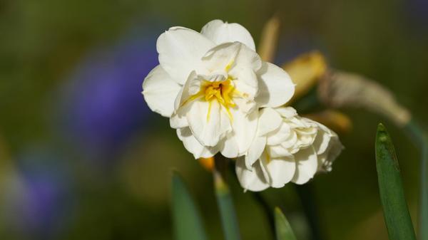 In der Osterzeit fangen viele Blumen zu blühen an.