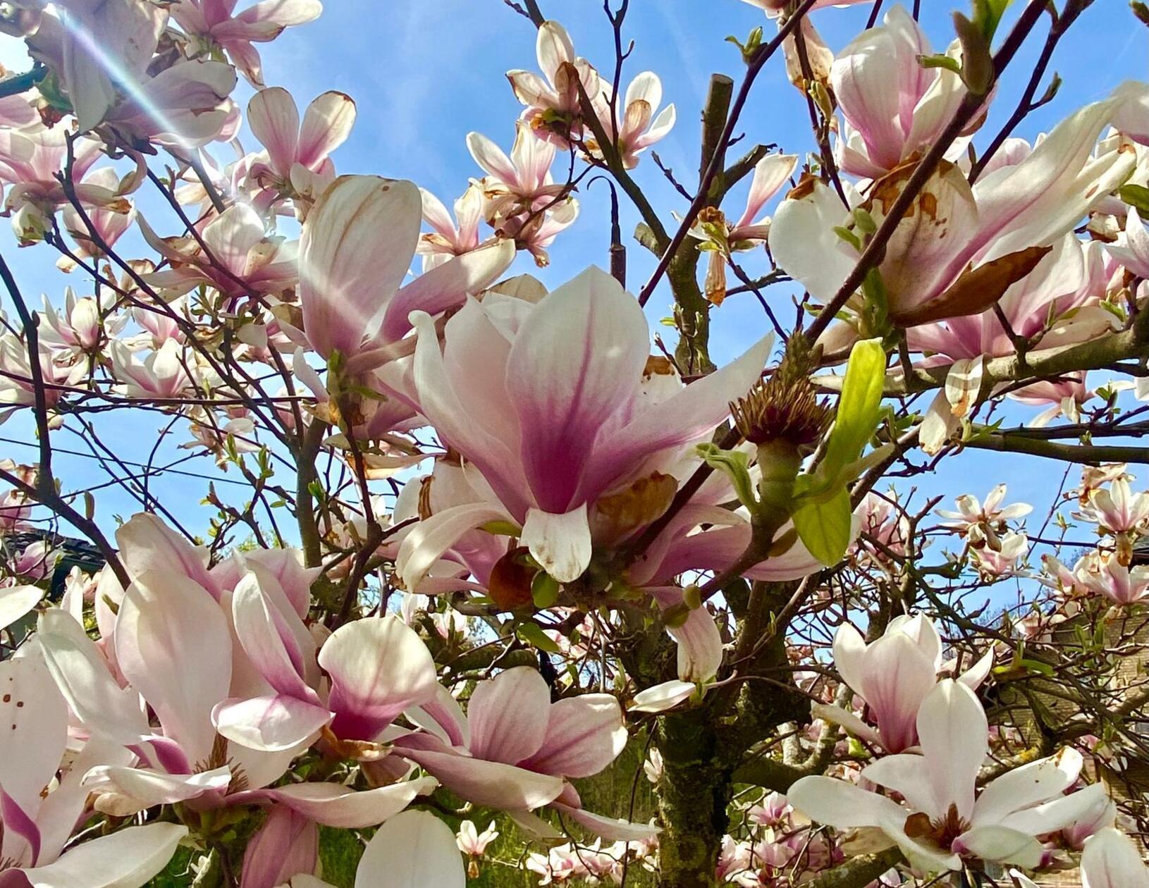 Magnolien entlang eines Wanderwegs.