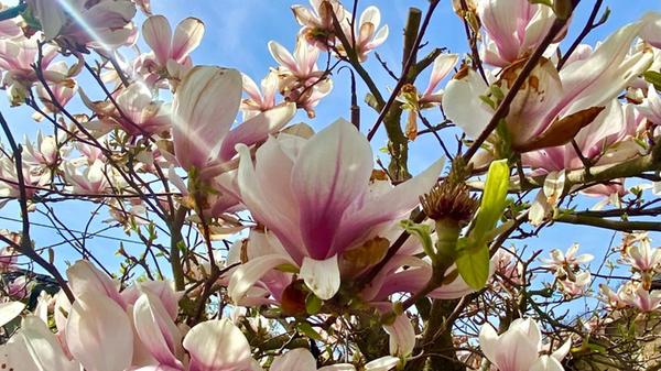 Magnolien entlang eines Wanderwegs.