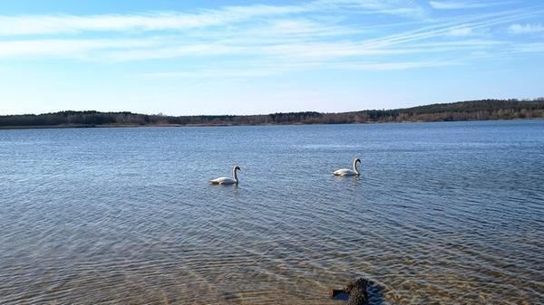 "Schwanensee", so betitelt unser Leser dieses Foto.