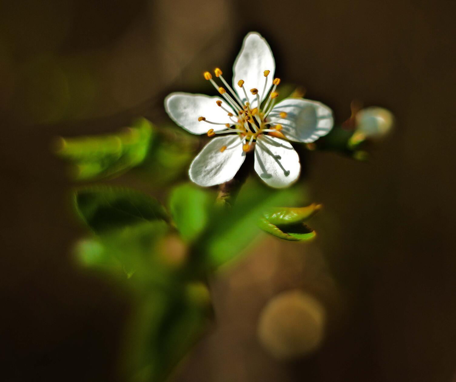 Diese Frühlingsblüte hat unser Leser Theo Körner mit einem Vintageobjektiv fotografiert.
