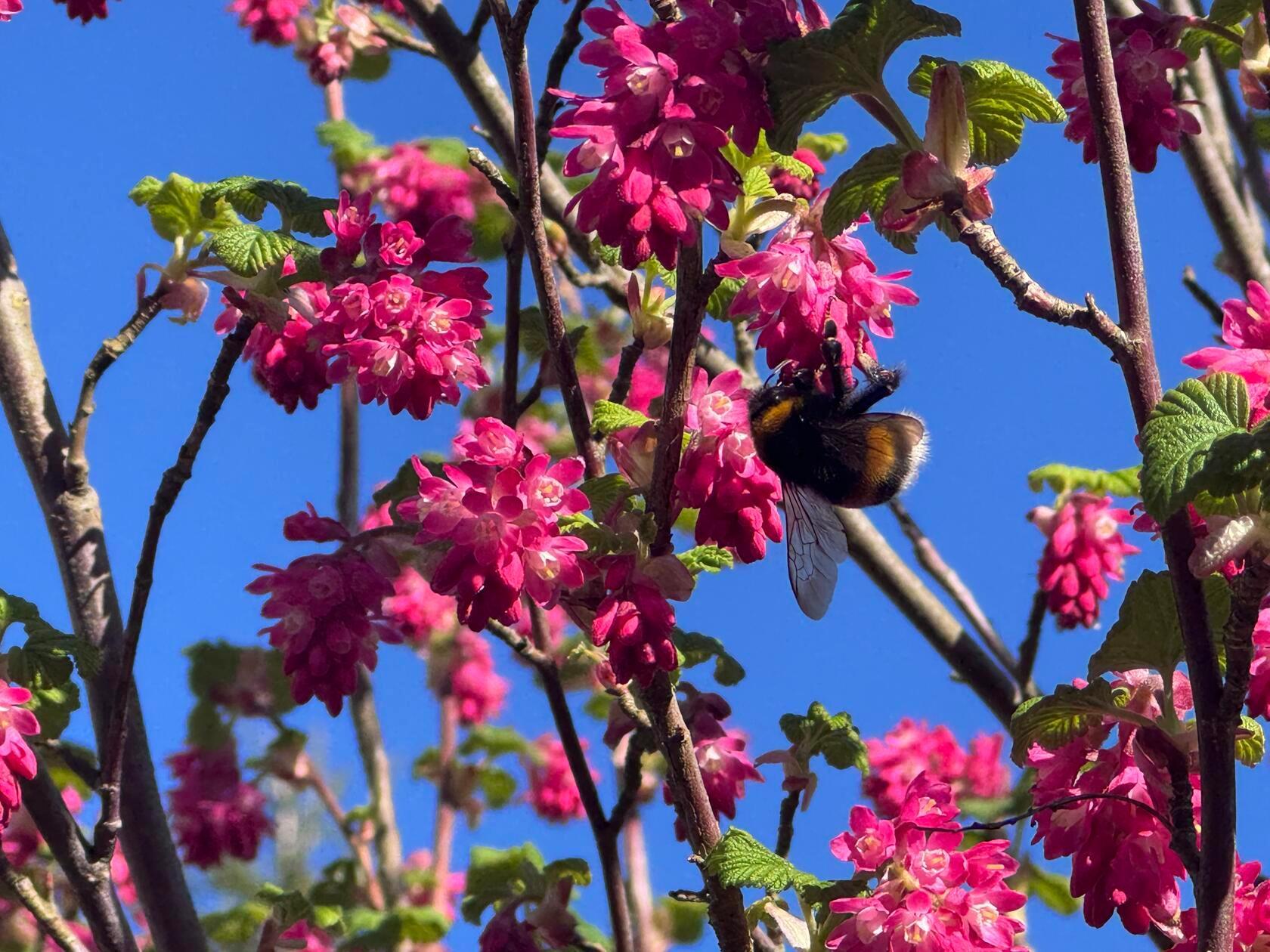 Die Zierjohannisbeere in ihrem Garten hat unsere Leserin Margit Müller-Münch fotografiert.