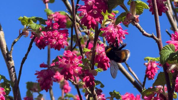 Die Zierjohannisbeere in ihrem Garten hat unsere Leserin Margit Müller-Münch fotografiert.