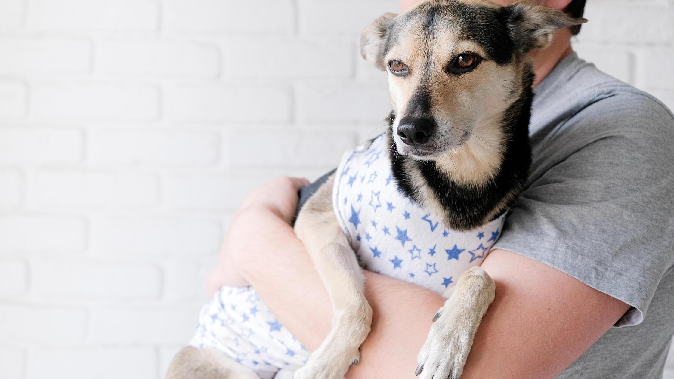 young man holding cute mixed breed dog wearing pos