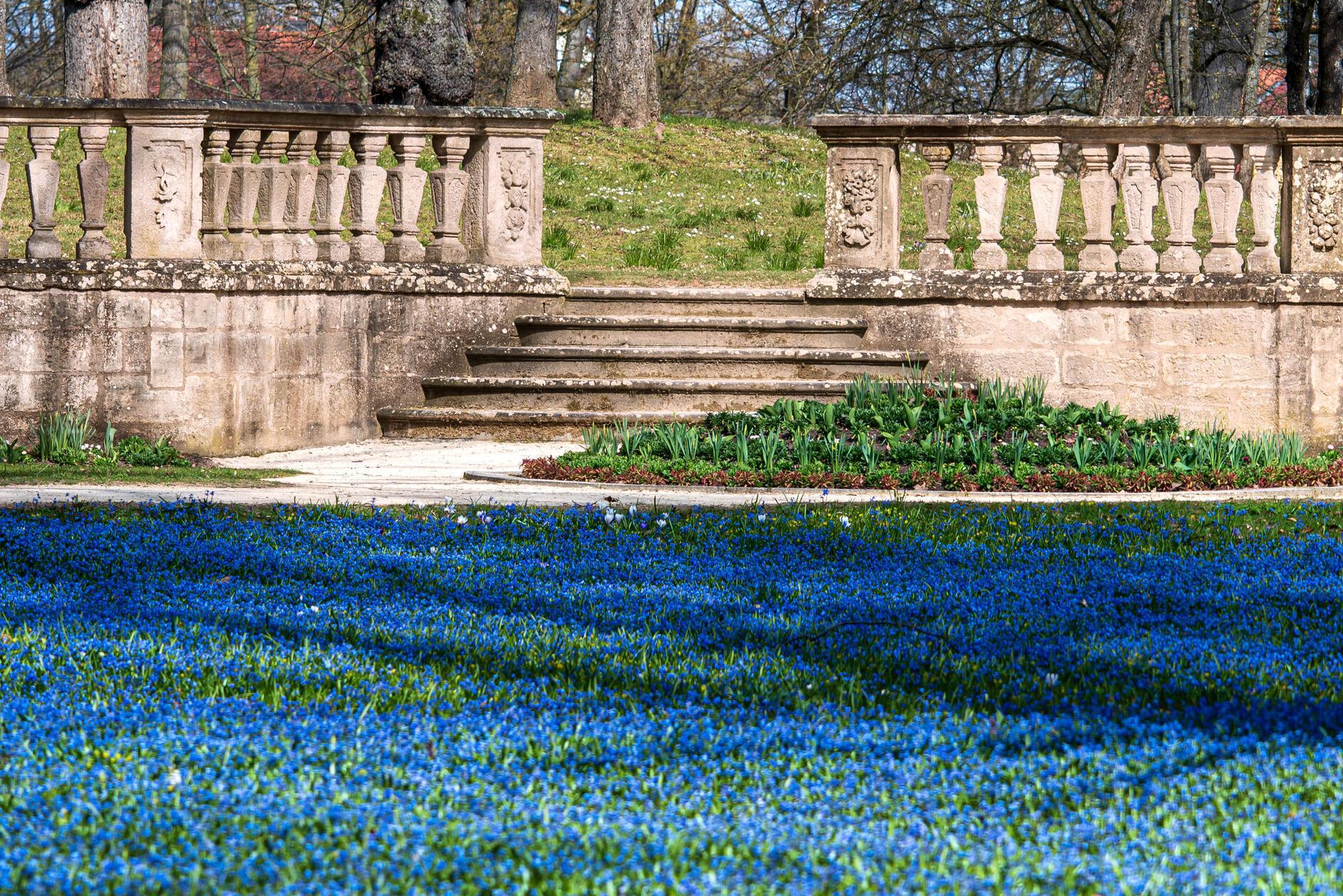 Ein leuchtendes Blütenmeer aus Blausternen verzaubert die Wiesen des Ellinger Schlossparks.