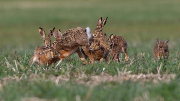 Vom Auto aus fotografierte Rangelei einiger Feldhasen bei Oberlindach.