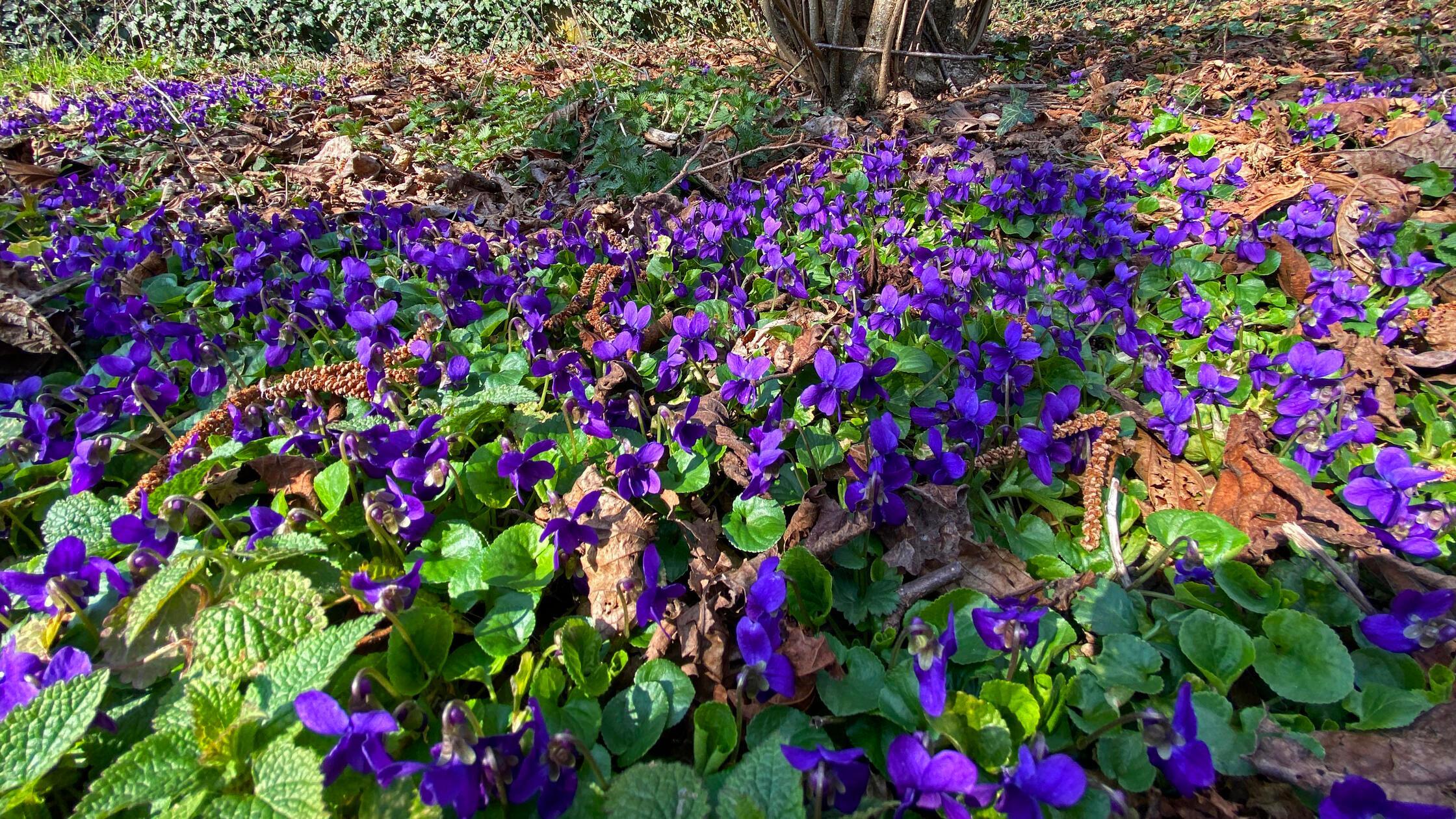 Ein zarter Teppich aus lila Leberblümchen schmückt den Waldboden.