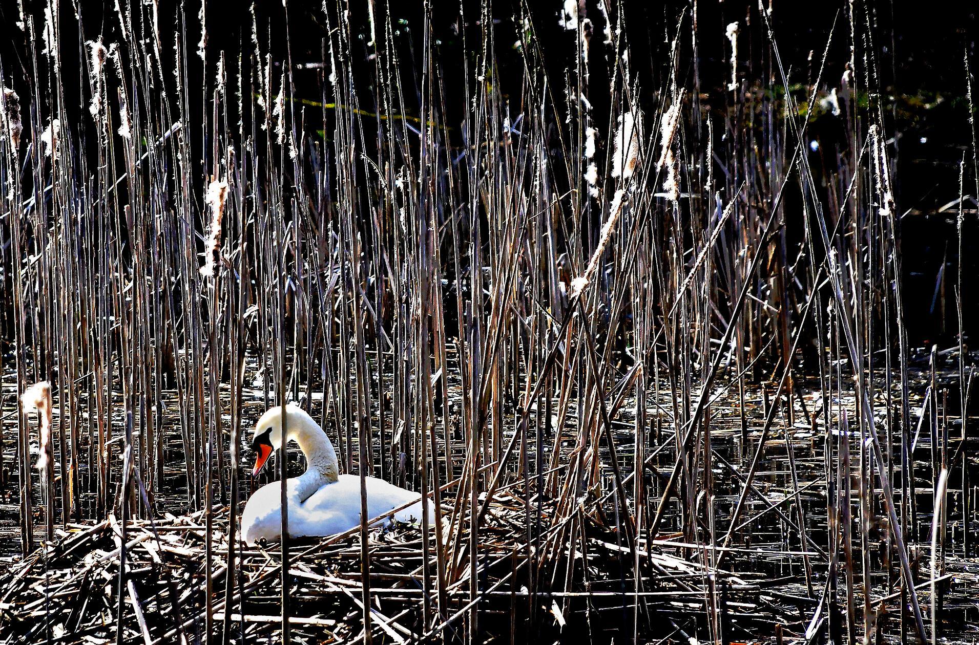 Zu Beginn der Brutzeit errichtet das Schwanenpaar ein großes Nest aus Schilf, Gras und Zweigen am Uferrand – hier beobachtet an den Stockweihern in Weiherhaus bei Herpersdorf.