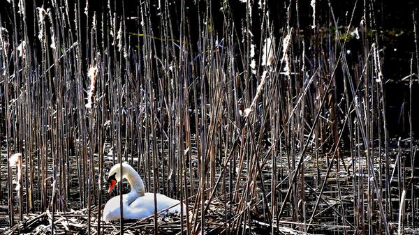 Zu Beginn der Brutzeit errichtet das Schwanenpaar ein großes Nest aus Schilf, Gras und Zweigen am Uferrand – hier beobachtet an den Stockweihern in Weiherhaus bei Herpersdorf.