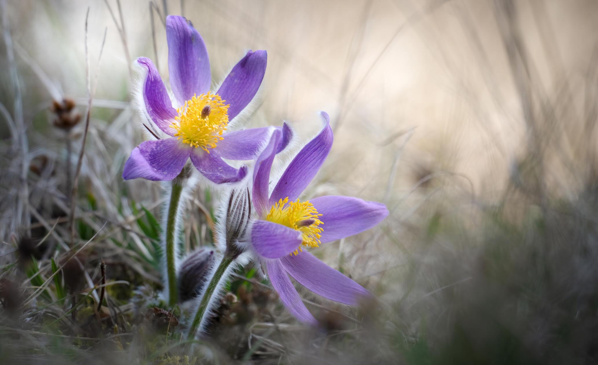 Ein absolutes Highlight unter den Frühlingsblühern sind die Küchenschellen. Gesehen im Altmühltal.