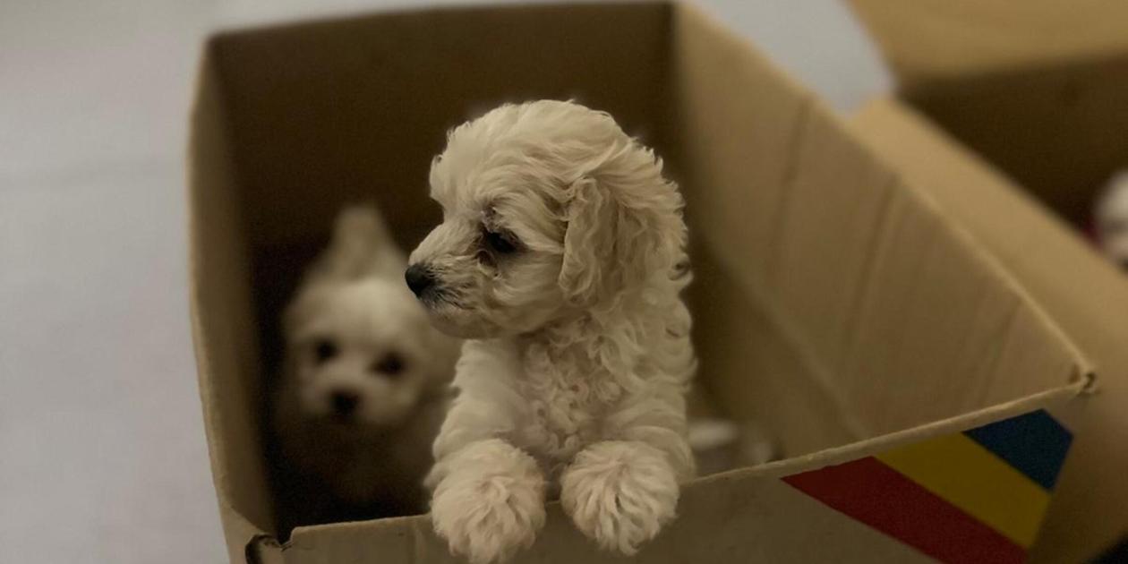 Only seven weeks old: Erlangen police stop an illegal puppy transport on ...