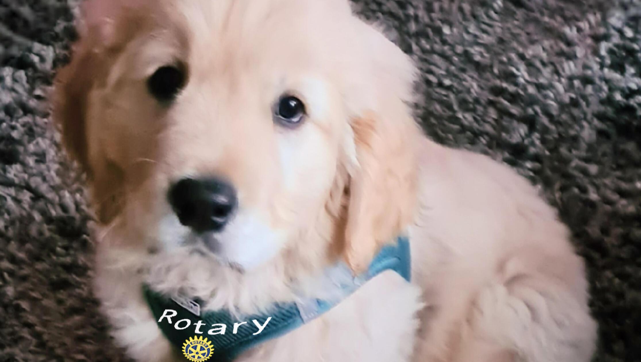 Auch der "Rotary Club Hund" freut sich über die Sp