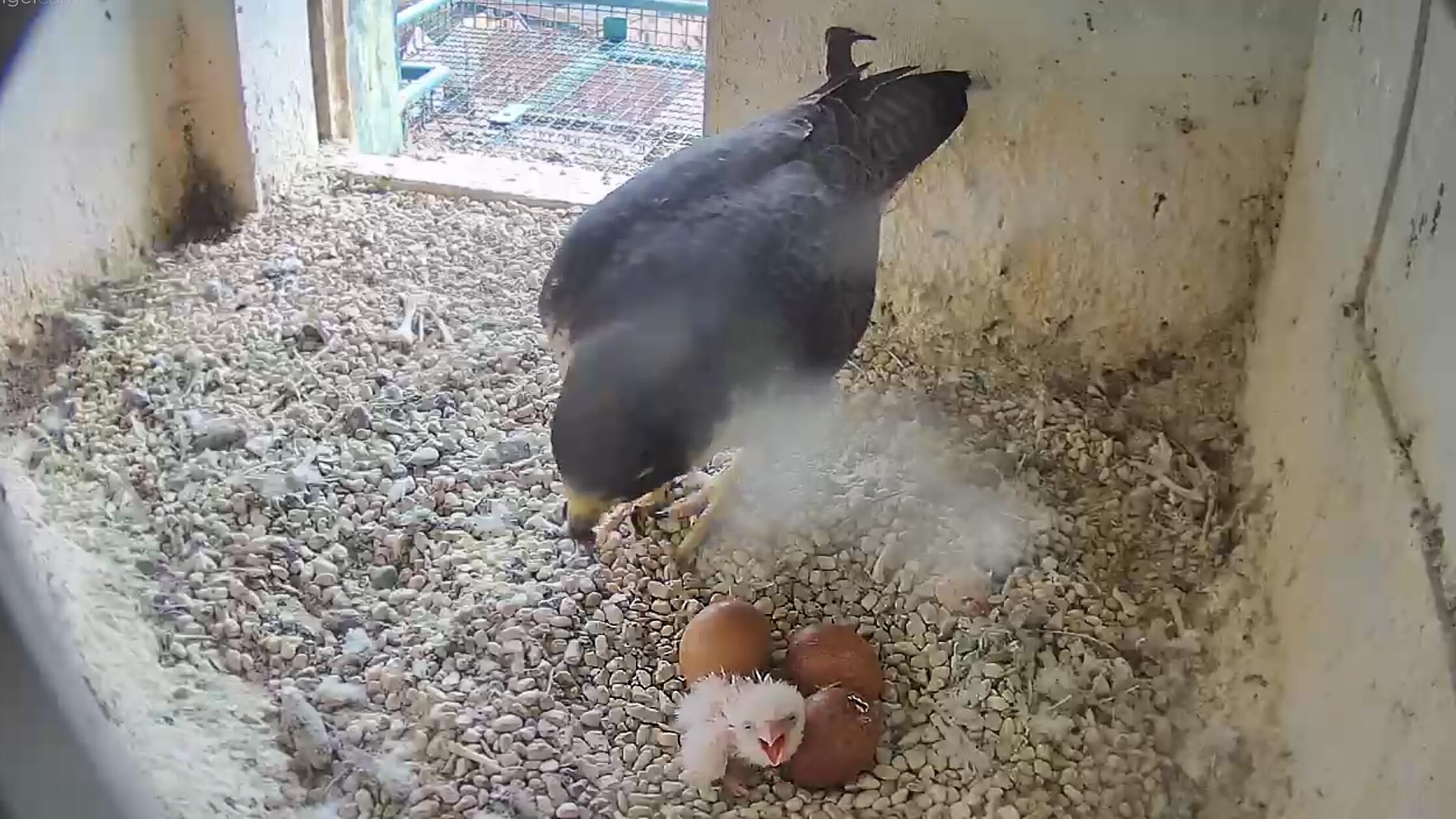 2d13e9b7-ab69-49eb-948d-d1838112bbcc