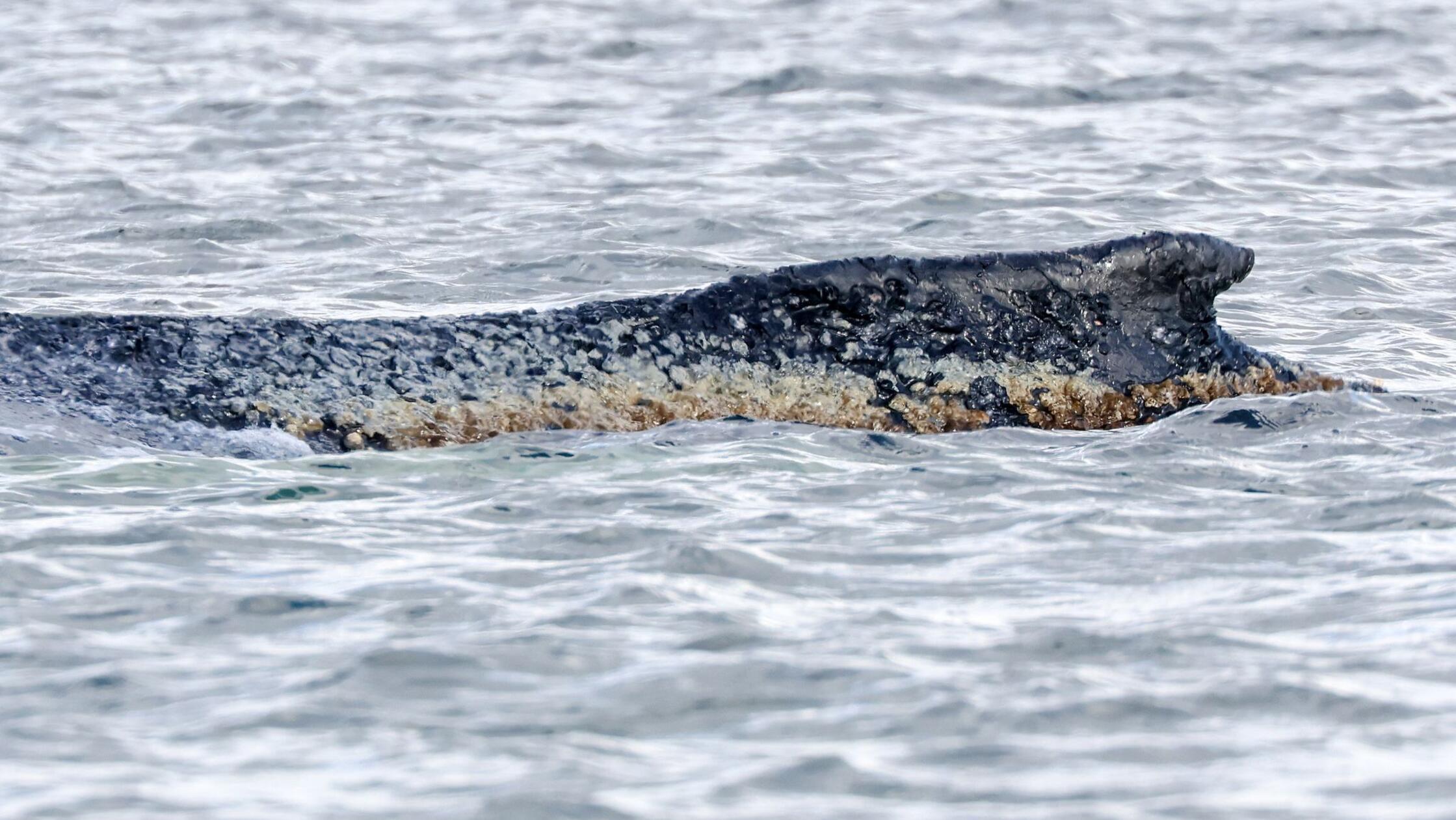 Der vor rund einer Woche bei Timmendorfer Strand a