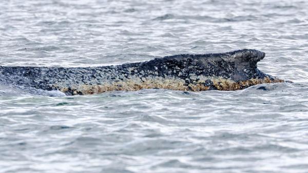 Der vor rund einer Woche bei Timmendorfer Strand a