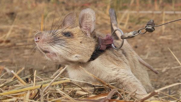 Das undatierte Foto zeigt die kambodschanische Rie