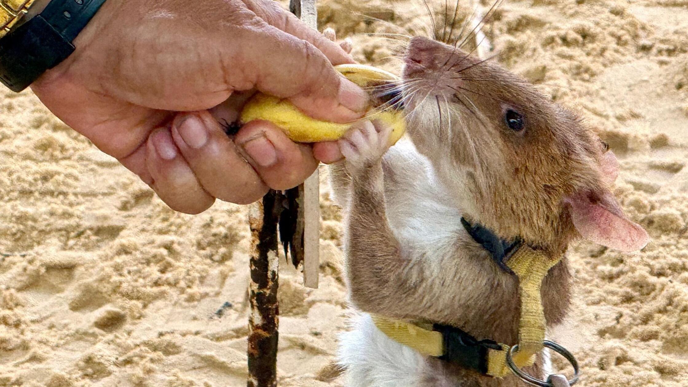An Leinen suchen Minensuch-Ratten große Gebiete na