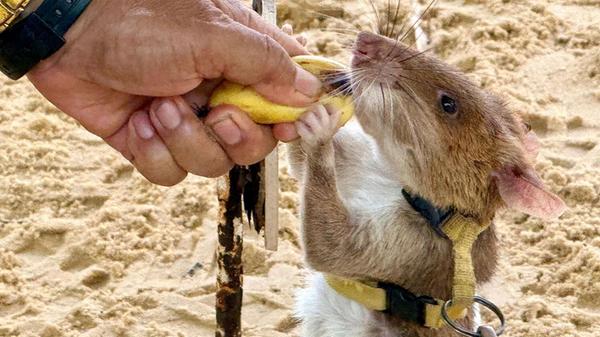 An Leinen suchen Minensuch-Ratten große Gebiete na
