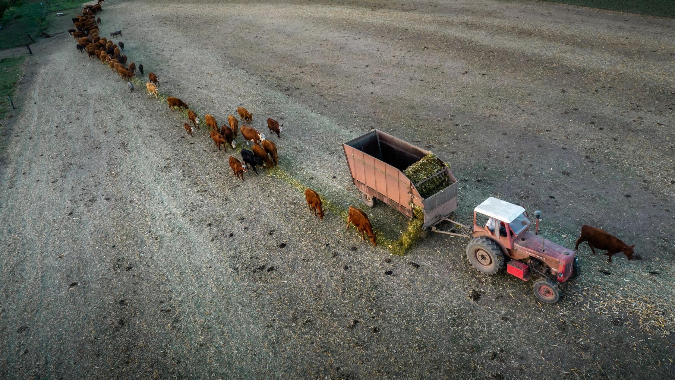Kühe werden an einem verdorrten Feld gefüttert. In