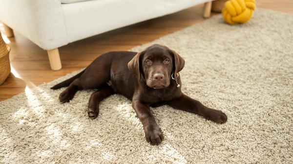 Schokoladenbrauner Labradorwelpe, der auf einem we