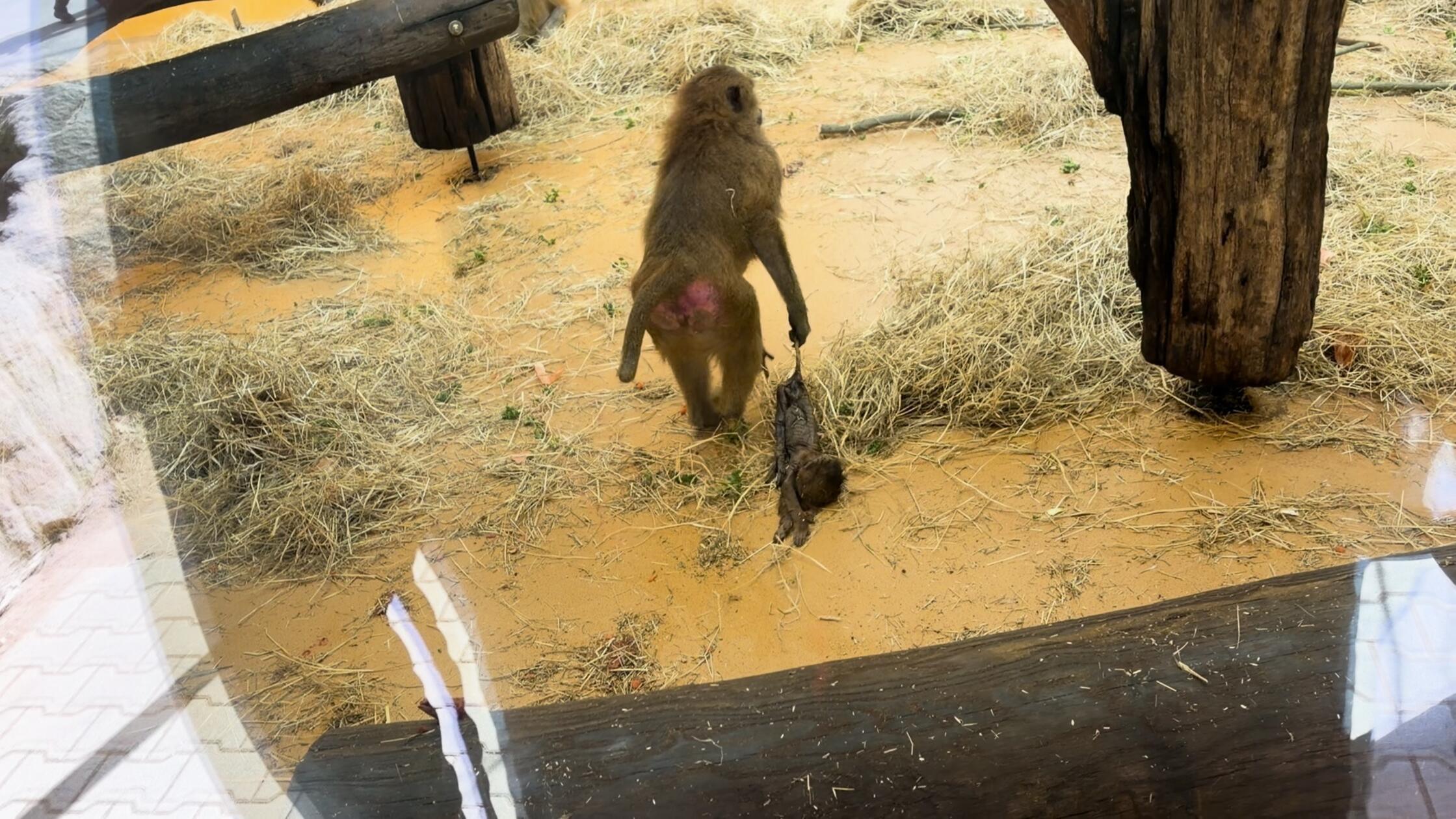 Im Nuernberger Tiergarten spielten sich am Freitag