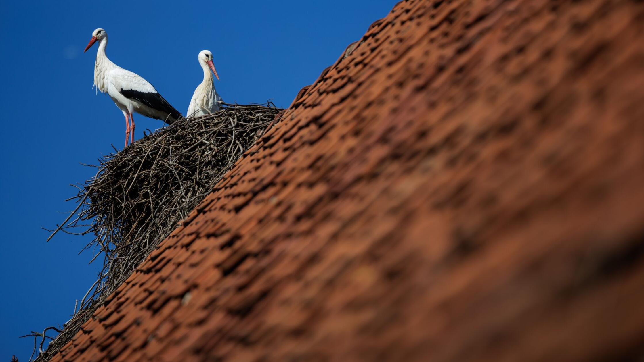 Ein Weißstorchenpaar hockt bei blauem Himmel in se