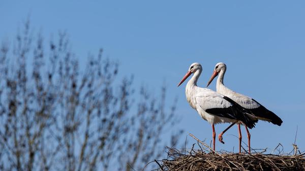 Ein Weißstorchenpaar hockt bei blauem Himmel in se