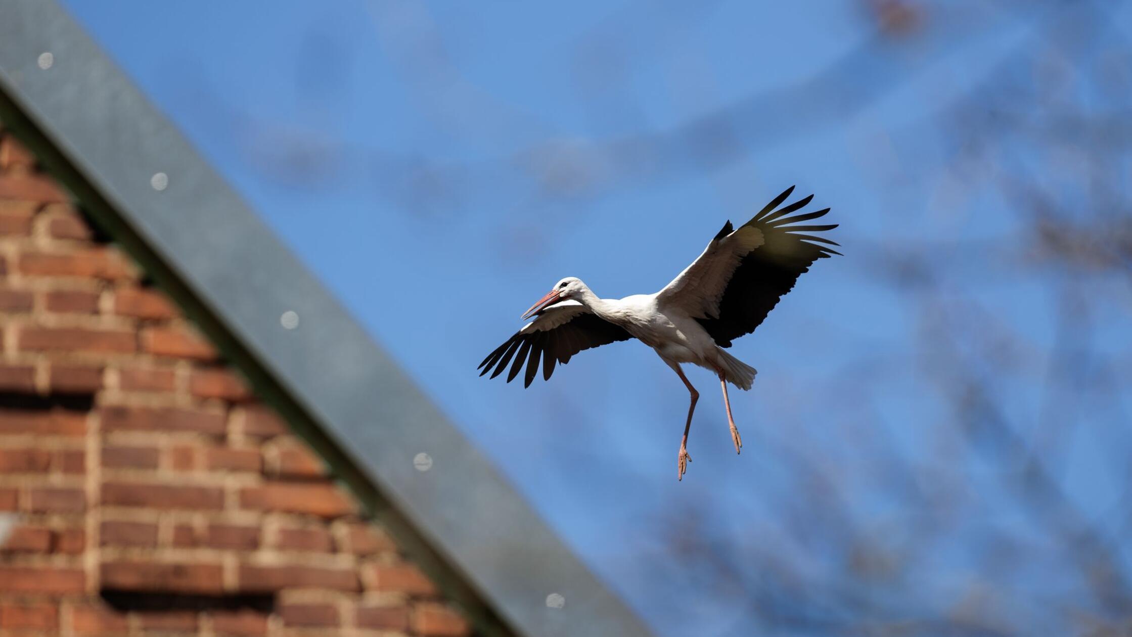 Ein Weißstorch fliegt bei blauem Himmel zu seinem 