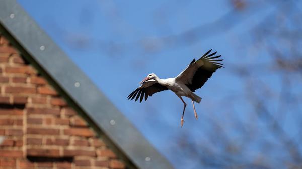 Ein Weißstorch fliegt bei blauem Himmel zu seinem