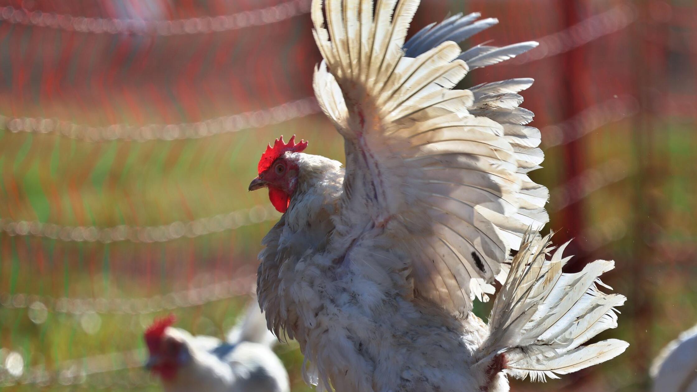 Hühnerfund zu Ostern