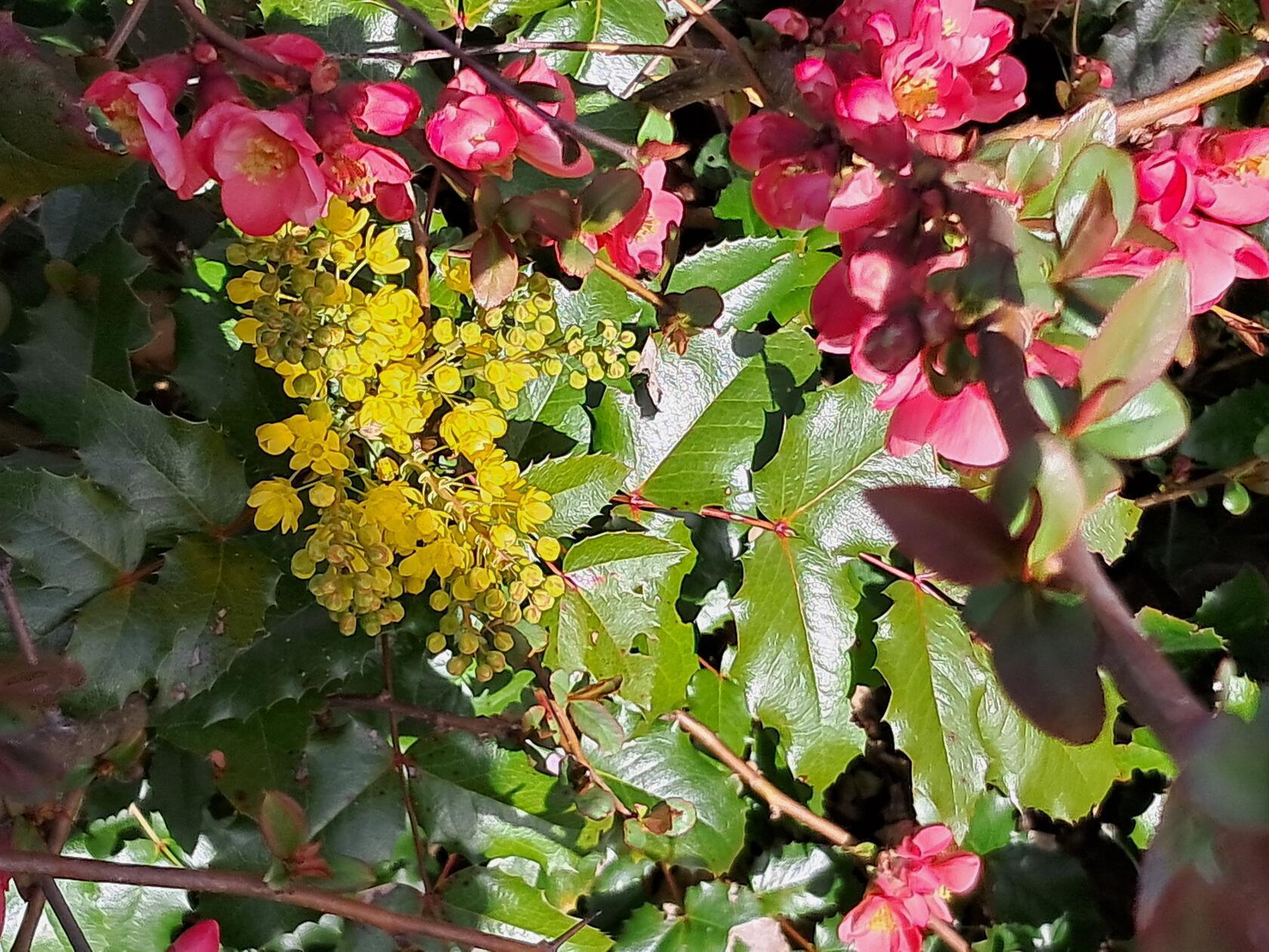 Im Altenhof hat Leserin Rosy Treu dieses farbenfrohe Bild gemacht.
