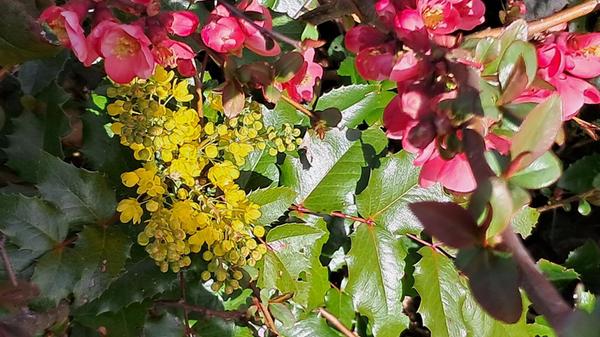 Im Altenhof hat Leserin Rosy Treu dieses farbenfrohe Bild gemacht.