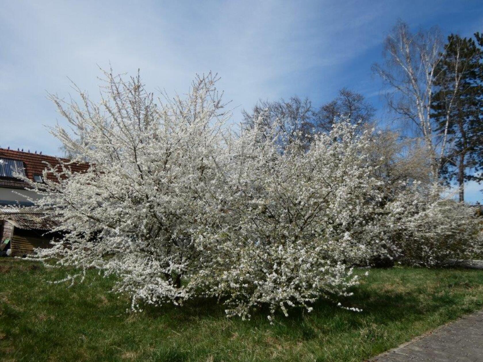 Diese Blütenpracht hat Leserin Rosy Treu im Altenhof entdeckt.