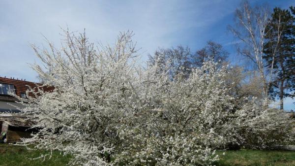Diese Blütenpracht hat Leserin Rosy Treu im Altenhof entdeckt.