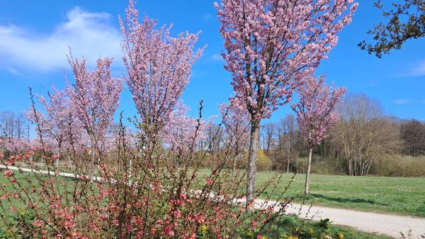 Am Riedl-Weiher hat Leserin Rosy Treu dieses Bild gemacht.