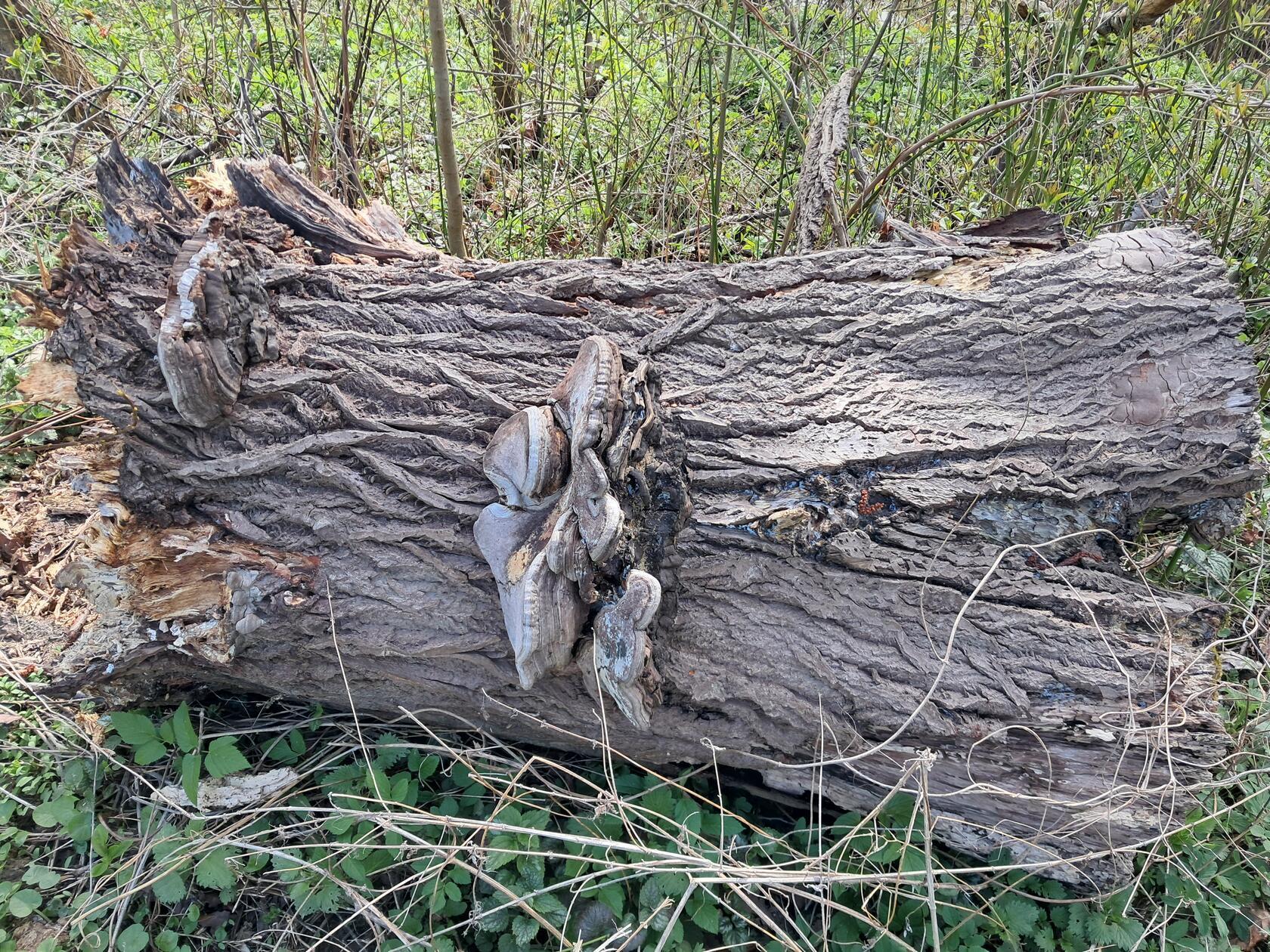 Bei einem Spaziergang um den Riedl-Weiher konnte Leserin Rosy Treu dieses Foto schießen.