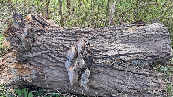 Bei einem Spaziergang um den Riedl-Weiher konnte Leserin Rosy Treu dieses Foto schießen.