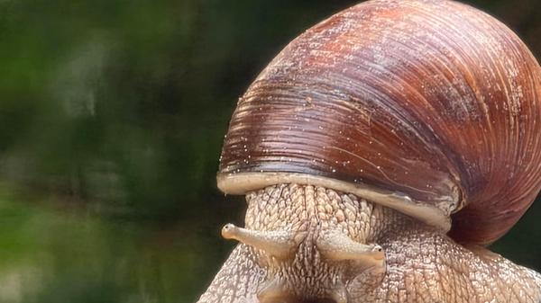 Unsere Leserin hat gleich den passenden Text zu ihrem Foto: "Endlich ein warmer sonniger Samstag.....das dachte wohl auch diese Schnecke heute auf meinem Gartenstuhl."