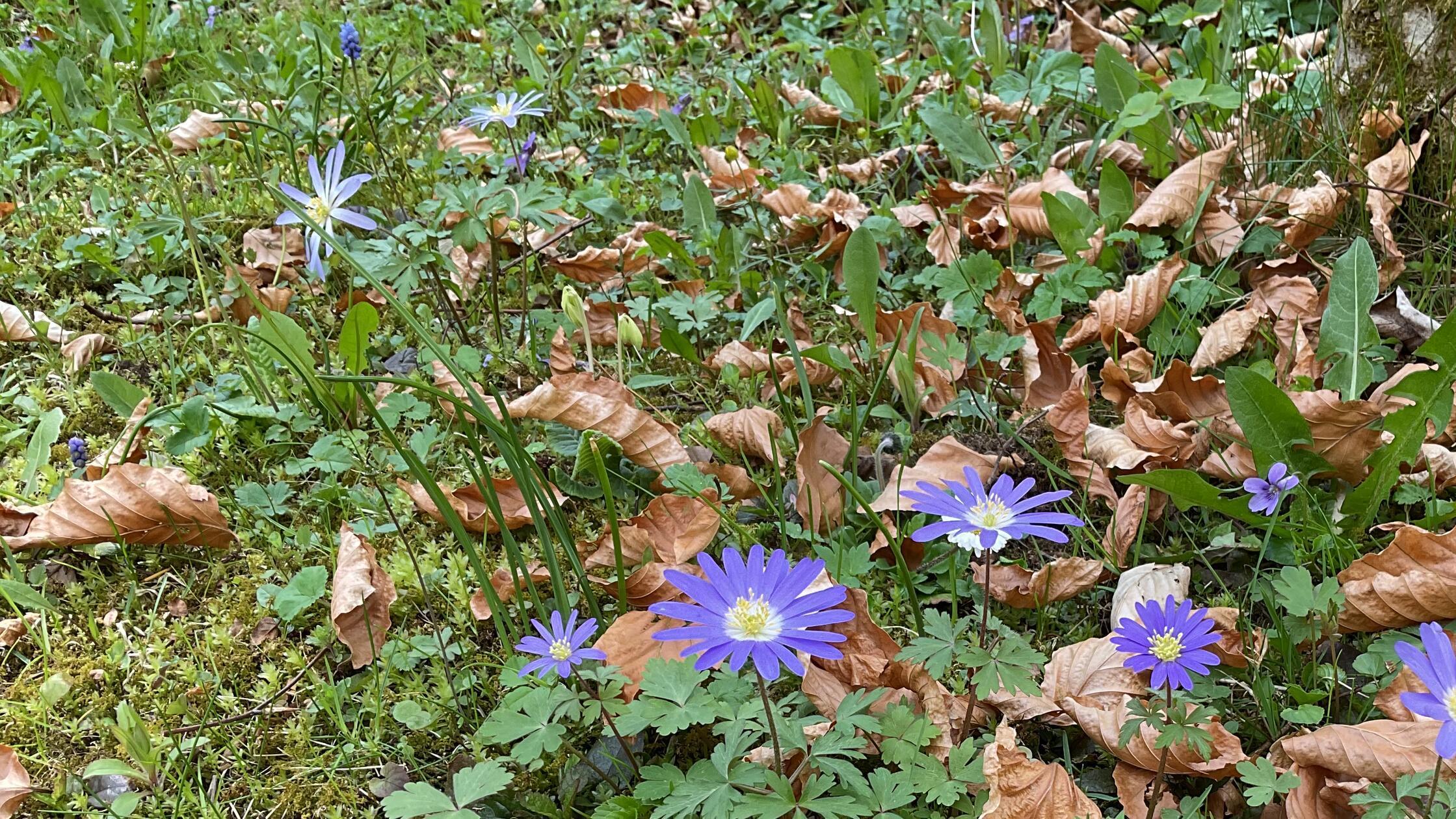 Unsere Leserin hat uns eine Aufnahme aus dem erwachenden Garten geschickt. Die Balkan-Windröschen wachsen fleißig.