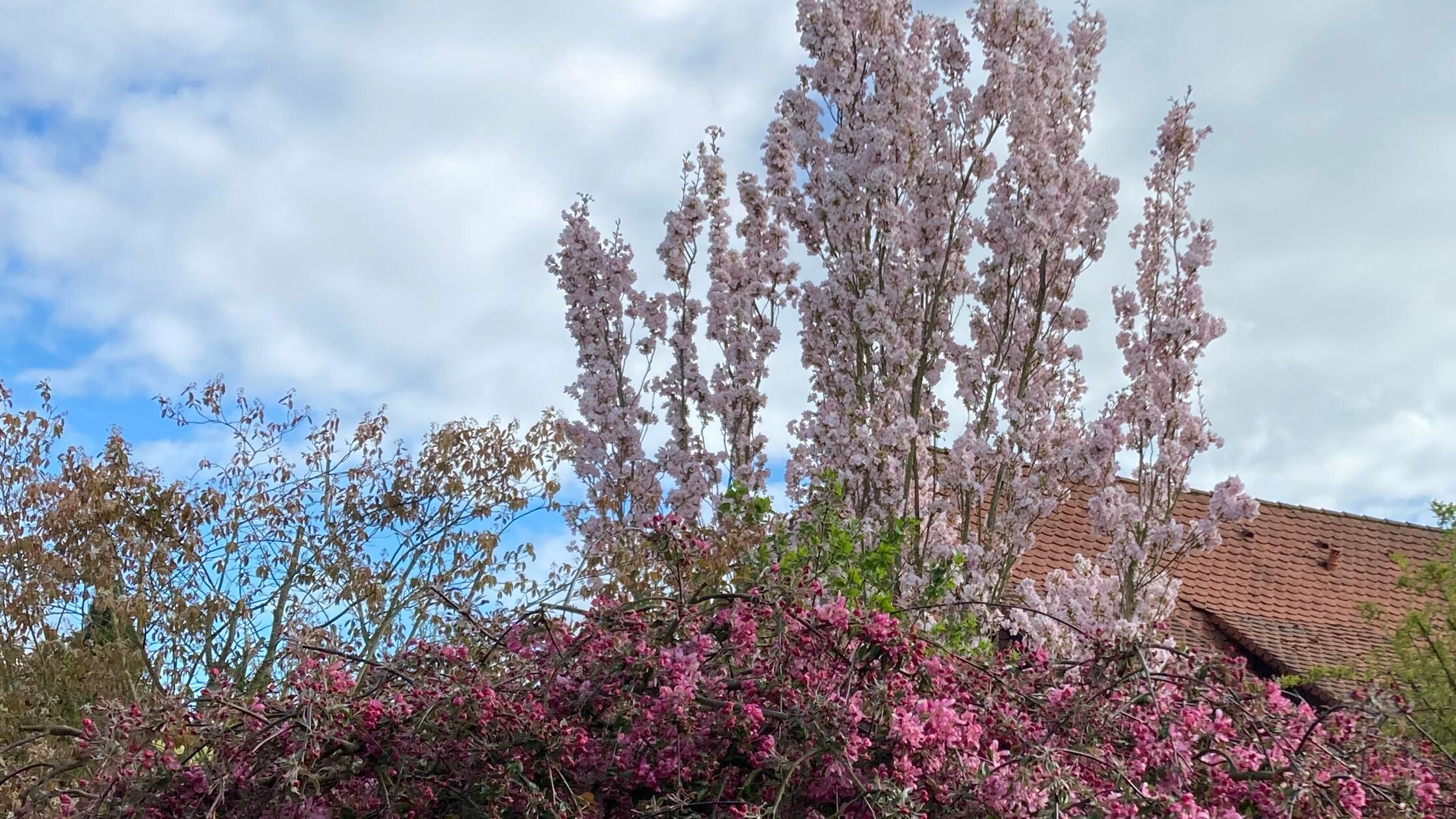 Im Garten unseres Lesers blühen Zierapfel und Zierkirsche in voller Pracht. Vielen Dank fürs Teilen dieser Aufnahme.