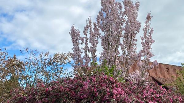 Im Garten unseres Lesers blühen Zierapfel und Zierkirsche in voller Pracht. Vielen Dank fürs Teilen dieser Aufnahme.