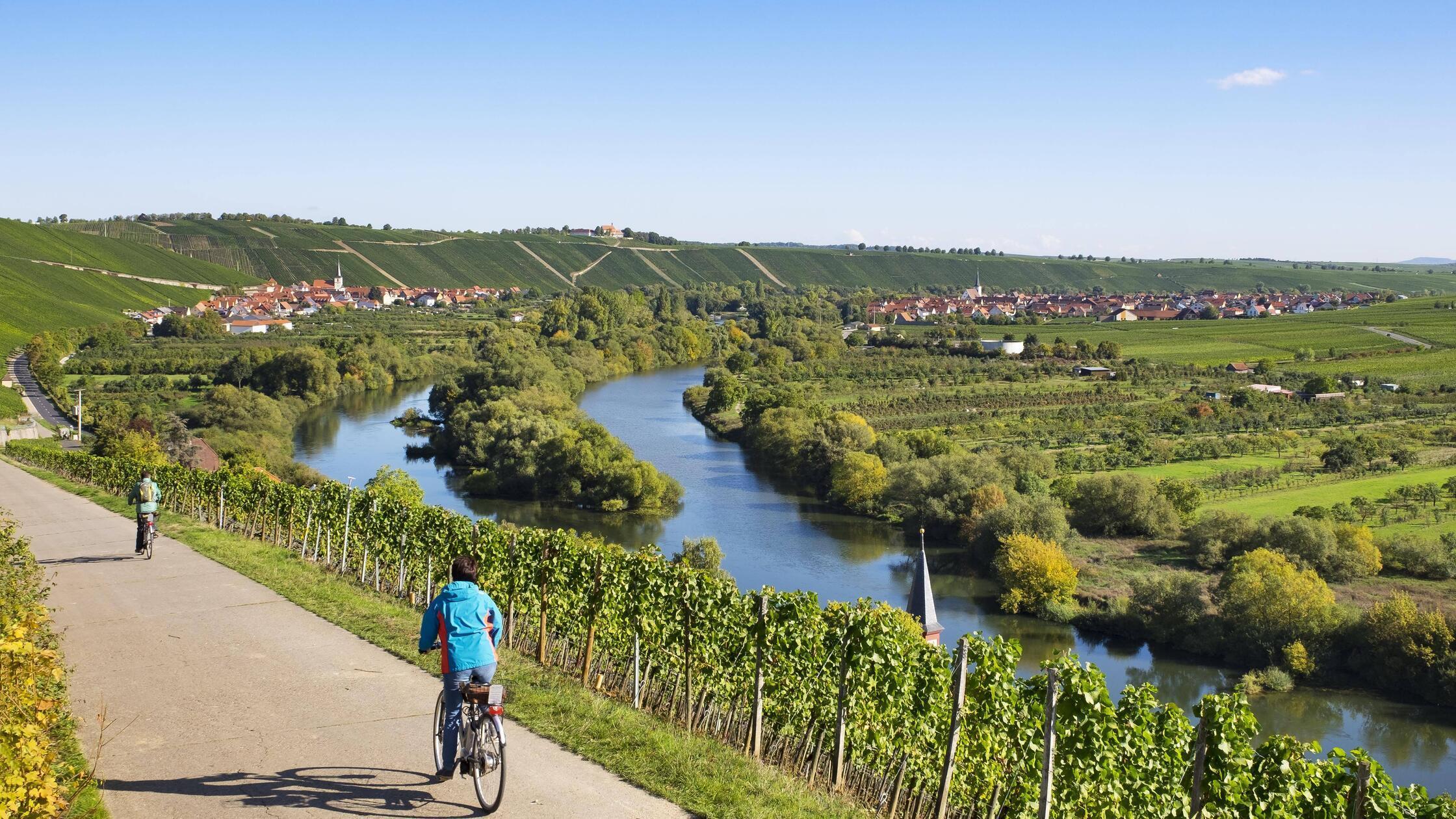 Radweg durch Weinberge am Main bei Köhler links Es