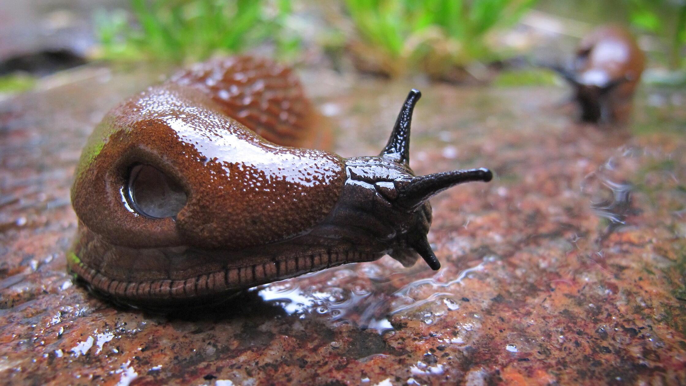 Spanische Wegschnecke (Arion vulgaris) in einem Ga