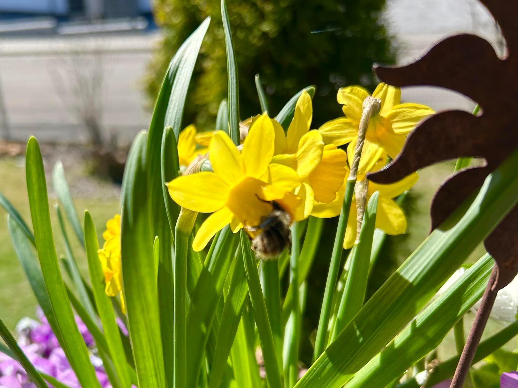 Ein Hummel besucht die Narzissen gesehen im Garten unseres Lesers.