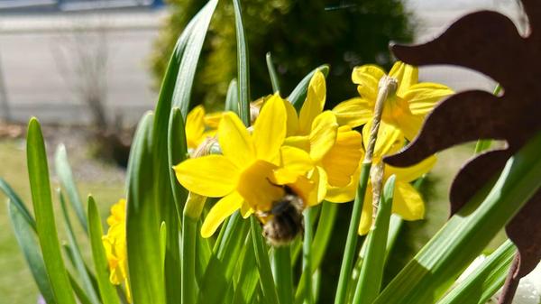 Ein Hummel besucht die Narzissen gesehen im Garten unseres Lesers.
