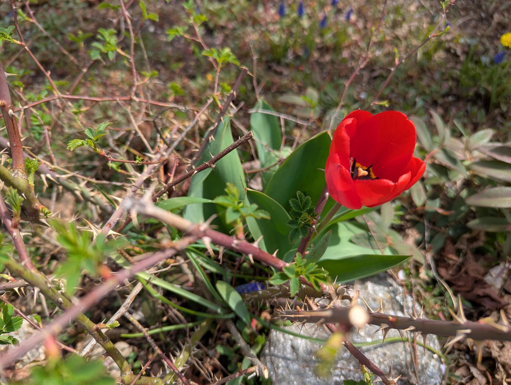 Zwei die sich im Garten unseres Lesers vertragen: Tulpe und Stacheln.