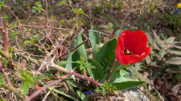 Zwei die sich im Garten unseres Lesers vertragen: Tulpe und Stacheln.