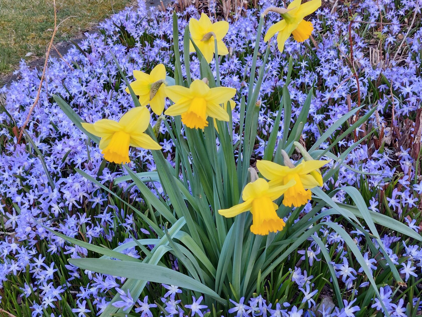 Wunderschönes Farbenspiel zwischen Blaustern und Narzissen.