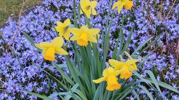Wunderschönes Farbenspiel zwischen Blaustern und Narzissen.